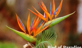 Bird of Paradise Plant - MOG