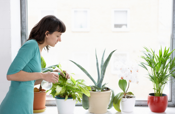 Common Mistakes When Growing Indoor Plants