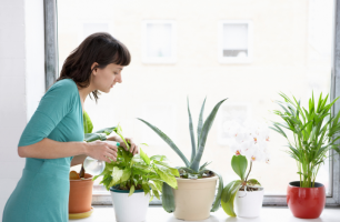 Common Mistakes When Growing Indoor Plants - MOG