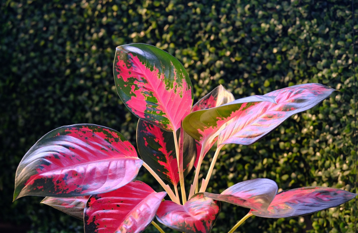 How to Grow Aglaonema Plant