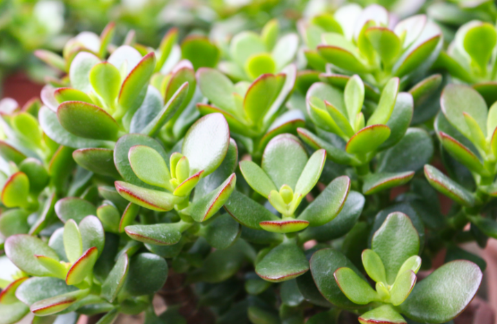 How to Grow and Care for Jade Plant
