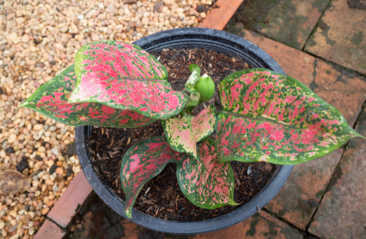 How to Propagate Aglaonema Plants - Aglaonema Plant