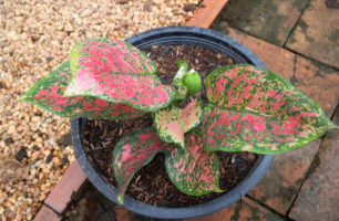 How to Propagate Aglaonema Plants - MOG
