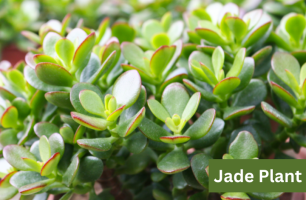 Jade Plant Care How to Grow and Care for Crassula Ovata - MOG