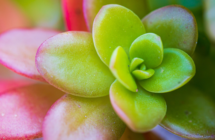 Jade Plant Crassula Ovata