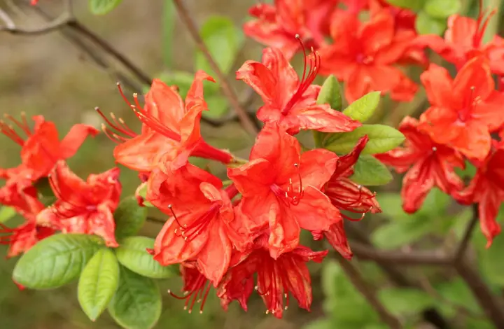 Azaleas