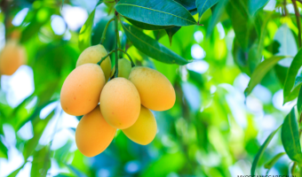 Best Mango Trees for Terrace Gardening - MOG