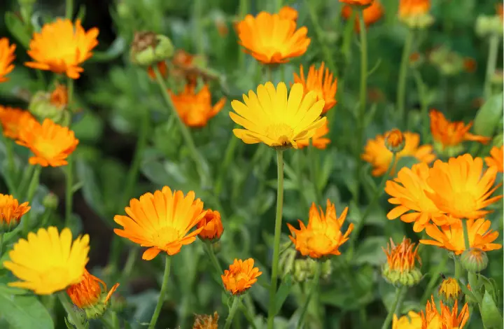 Calendula plant