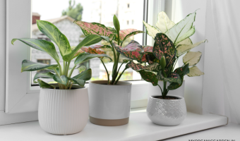 Decorating with Indoor Plants - MOG