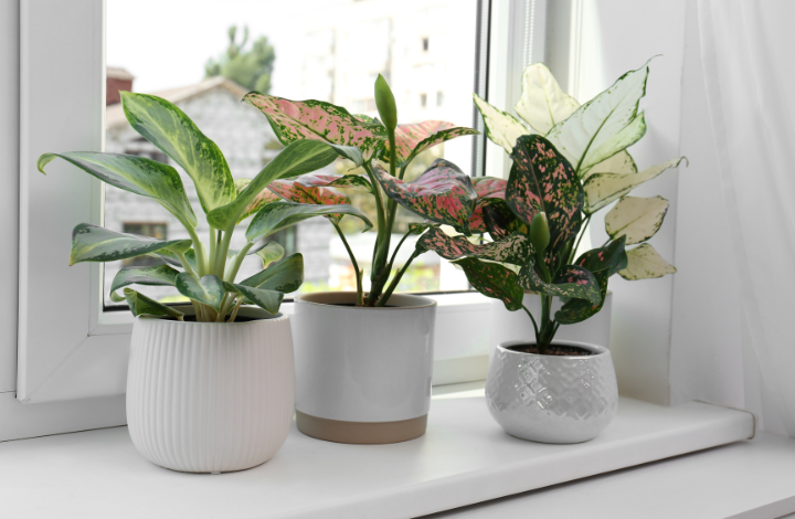 Decorating with Indoor Plants