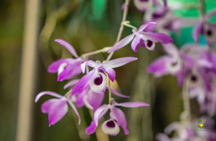 Dendrobium Anosmum