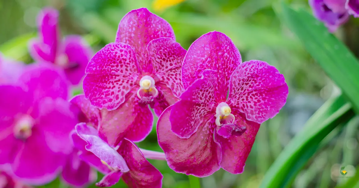 Garden Gold: How To Grow Dendrobium Orchids Successfully