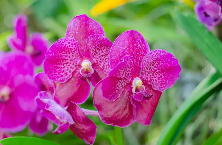 Dendrobium Orchids - Phalaenopsis