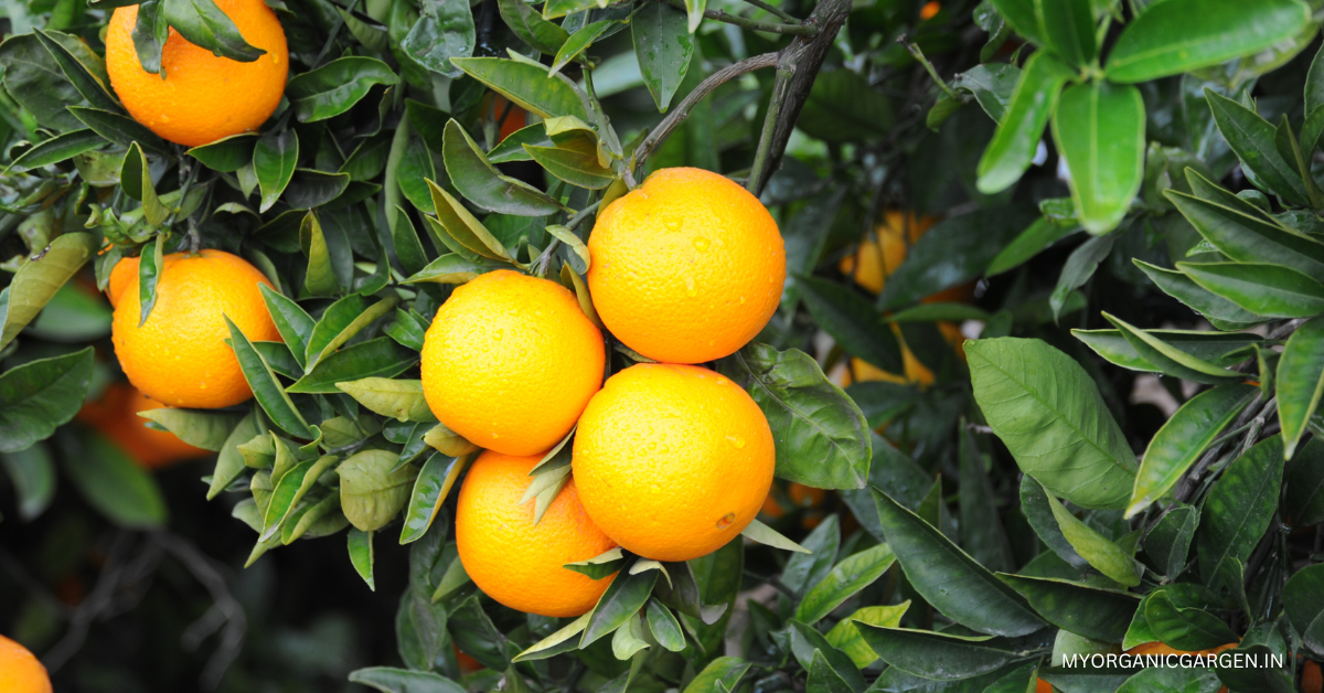 Exotic Fruit Trees for Terrace Gardening and Where to Buy Them