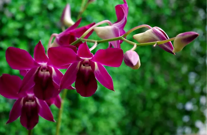 Unlock the Secrets to Growing Exotic Orchids Successfully