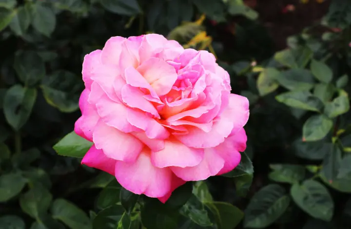 Floribunda Roses