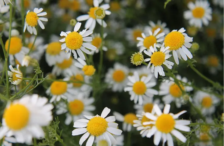 German Chamomile plant