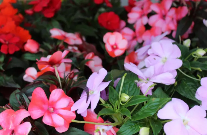 Grow Impatiens and Bring Vibrant Blooms to Your Garden