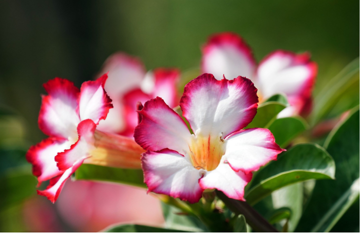 Growing Adenium Plants