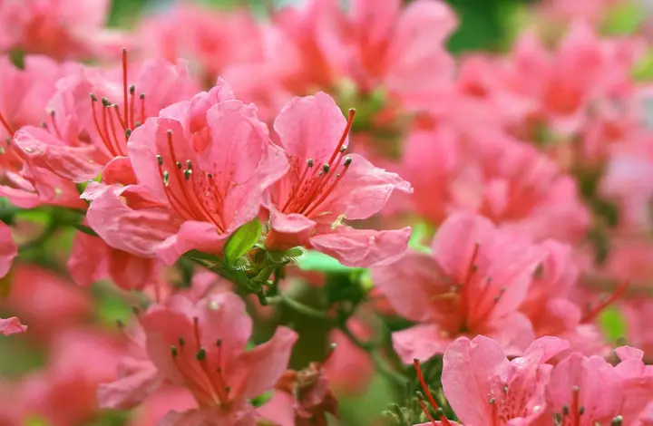 Grow Azaleas