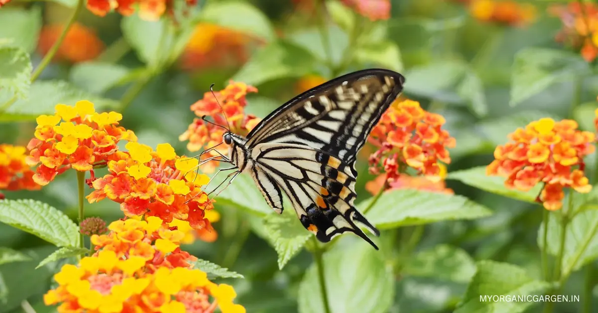 Attract Pollinators to Your Garden with Vibrant Lantana Flowers