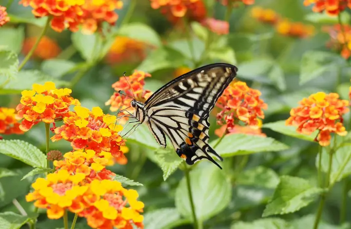 Growing Lantana Flowers