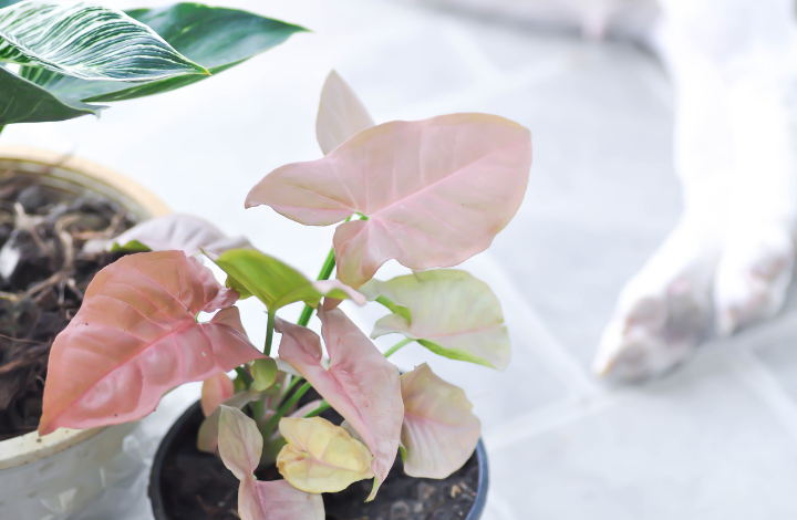 Growing the Perfect Pink Syngonium at Home: Care Guide