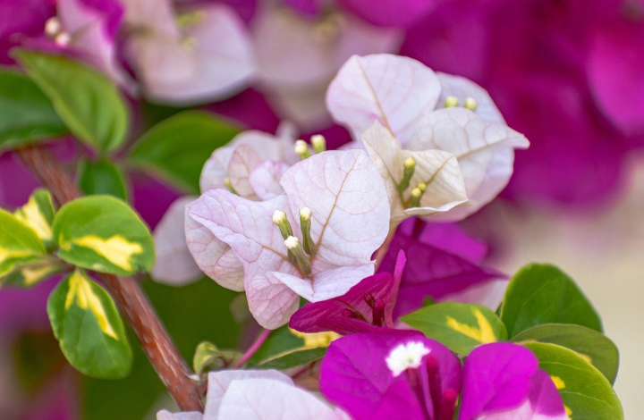 How to Grow Bougainvillea