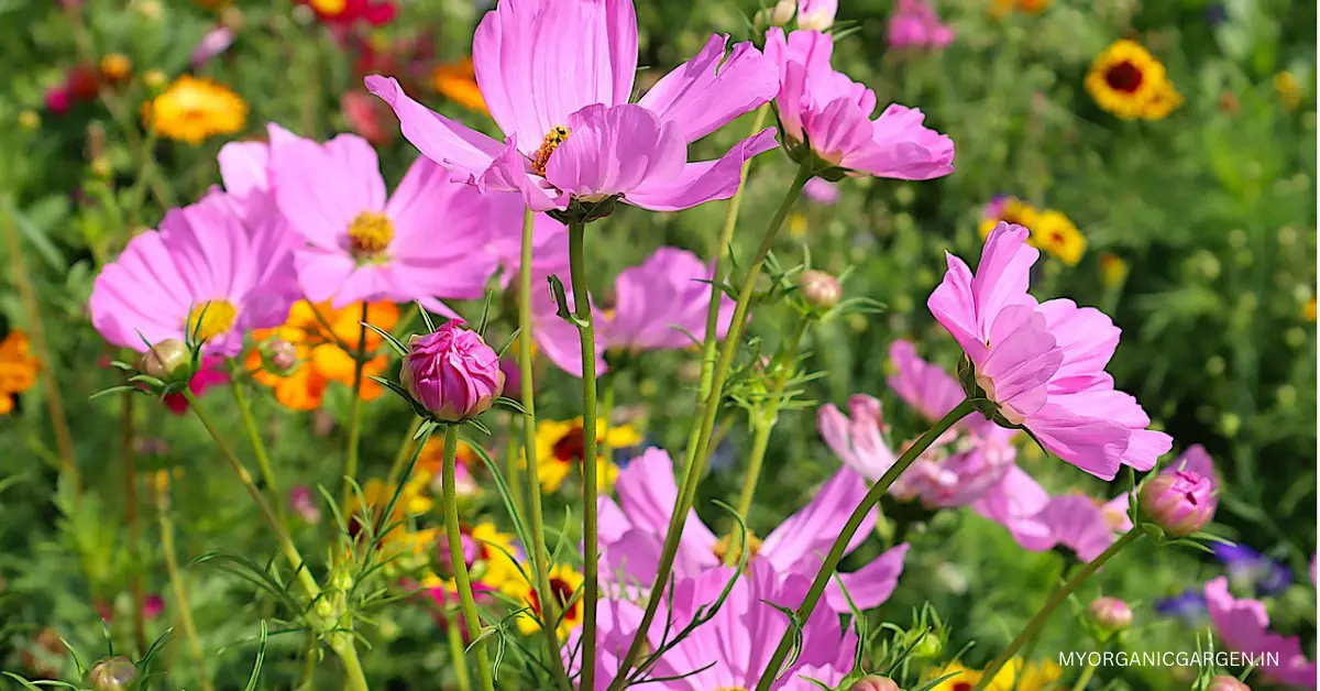 How to Grow Enchanting Cosmos Plants: Nature's Colorful Delights