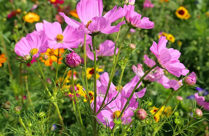 How to Grow Cosmos Plants