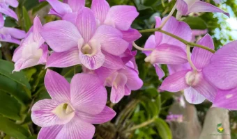 How to Grow Denrobium Orchids - MOG