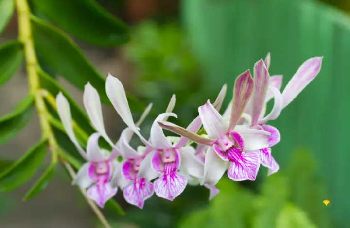 How to Grow Denrobium Orchids