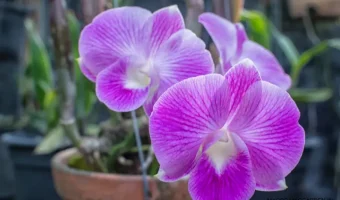How to Grow Exotic Orchids in Your Garden - MOG