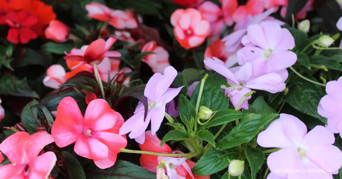 Grow Impatiens and Bring Vibrant Blooms to Your Garden