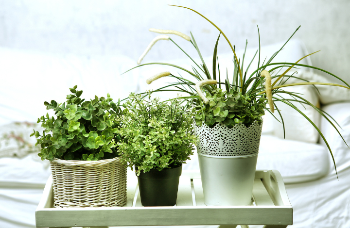 Indoor Plants in Groups of Three