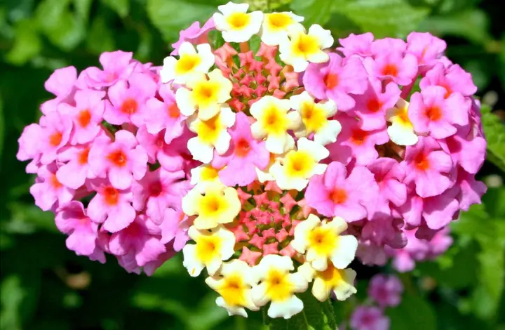 Lantana Flowers