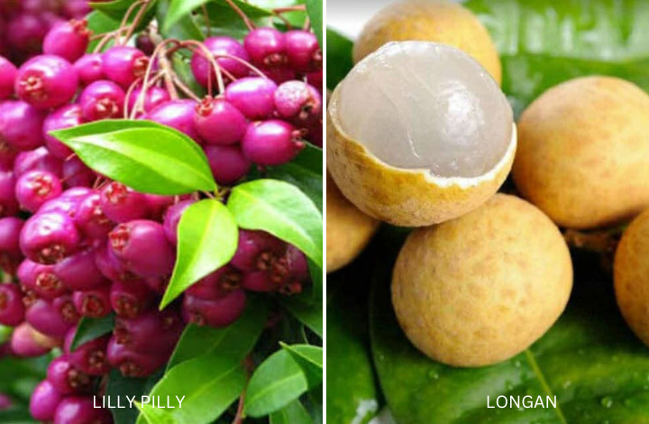 Lilly Pilly and Longan
