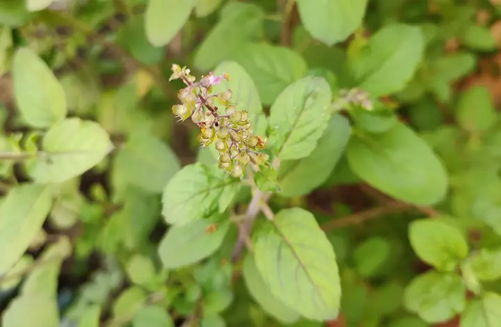 Medicinal Plants to Grow in Your garden - Tulsi