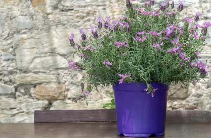 Medicinal Plants to Grow in Your garden - lavendar