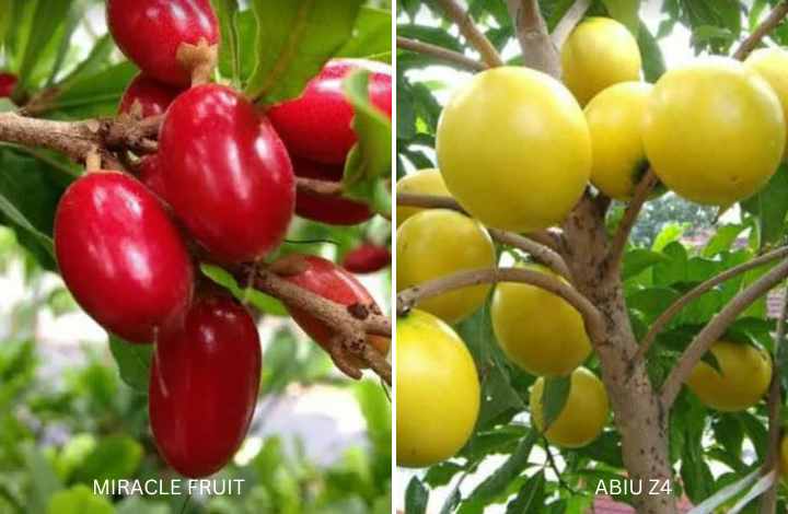 Miracle Fruit and Abiu Z4