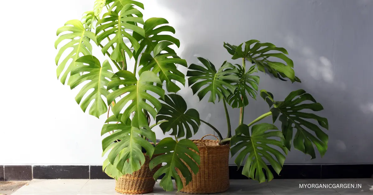 Monstera Plant Care Guide - How to Care For Swiss Cheese Plants