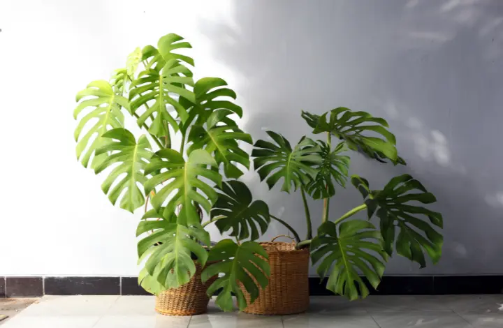 Monstera Deliciosa - The Iconic Swiss Cheese Plant