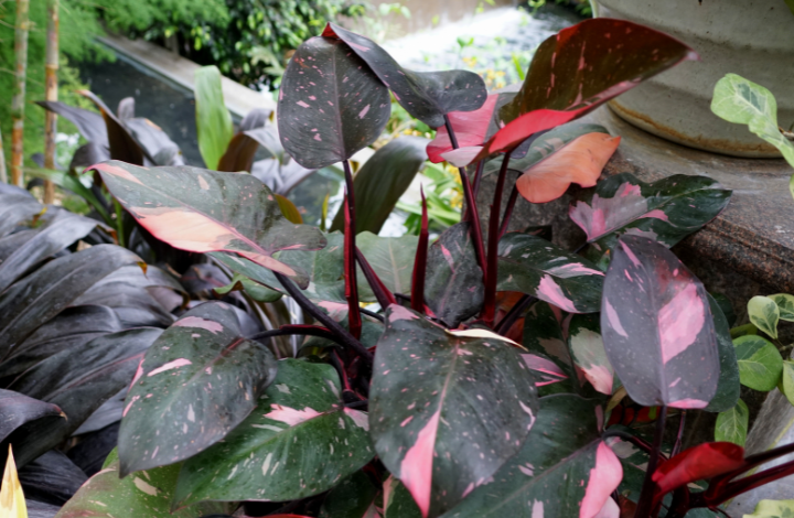 Pink Princess Philodendron