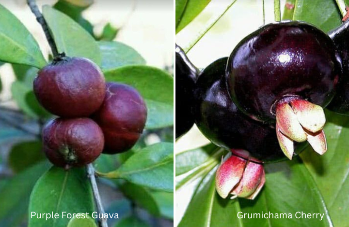 Purple Forest Guava and Grumichama Cherry