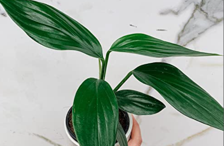 Rhaphidophora Decursiva Dragon Tail Plant