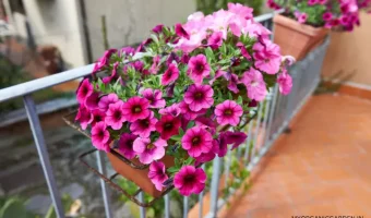 Tips to Keep Your Plants Blooming - MOG