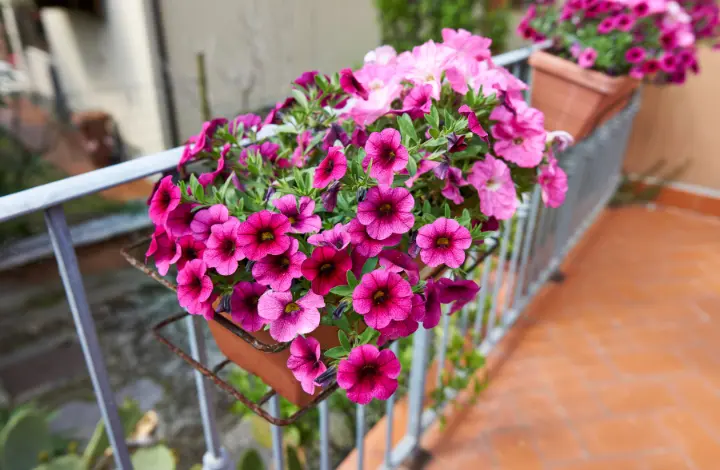 Tips to Keep Your Plants Blooming