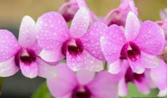 Top 5 Orchids for Beginner Gardeners - MOG
