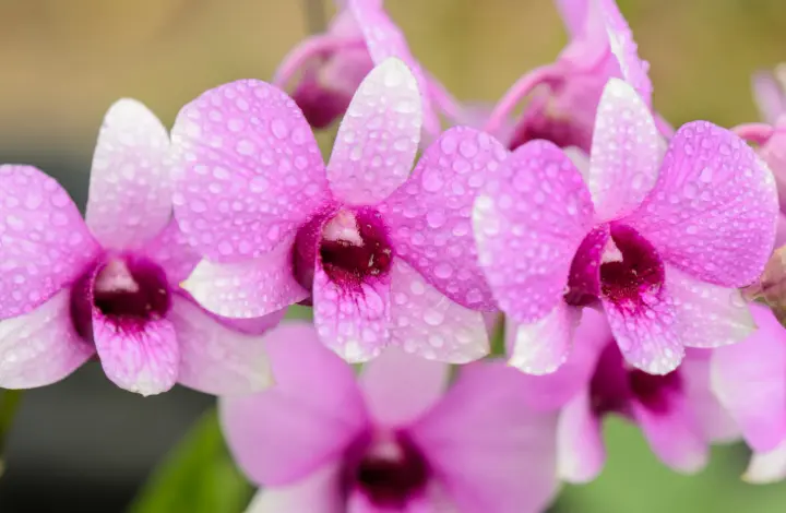 Top 5 Orchids for Beginners - Dendrobium Orchid
