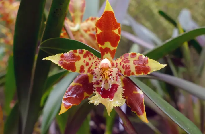 Top 5 Orchids for Beginners - Oncidium Orchid